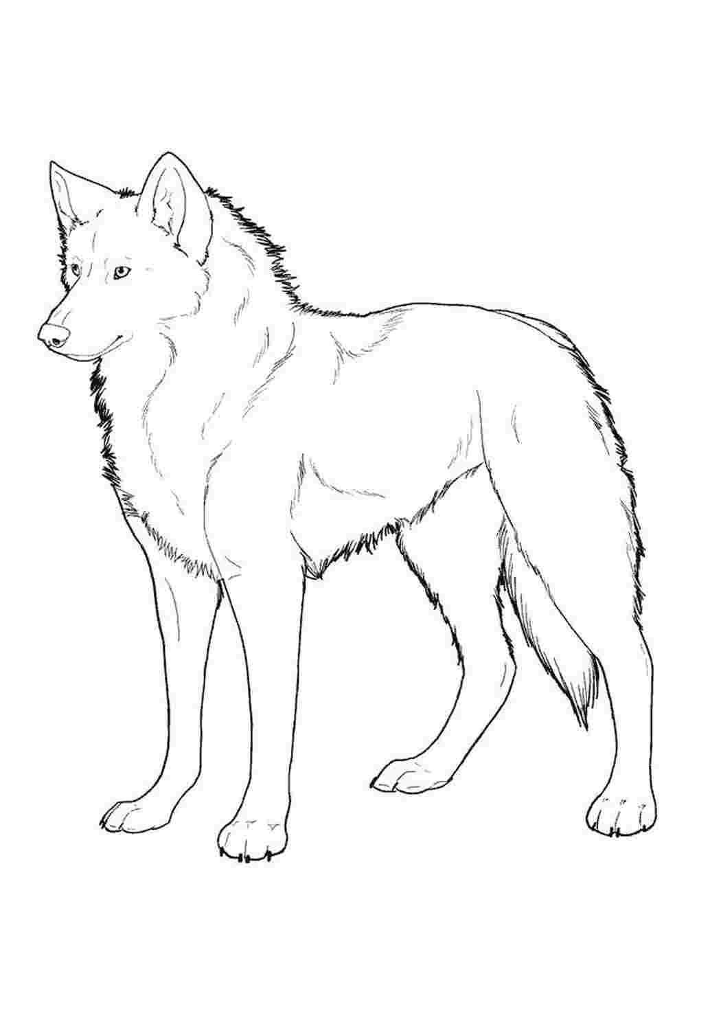 Взрослый волк — раскраска