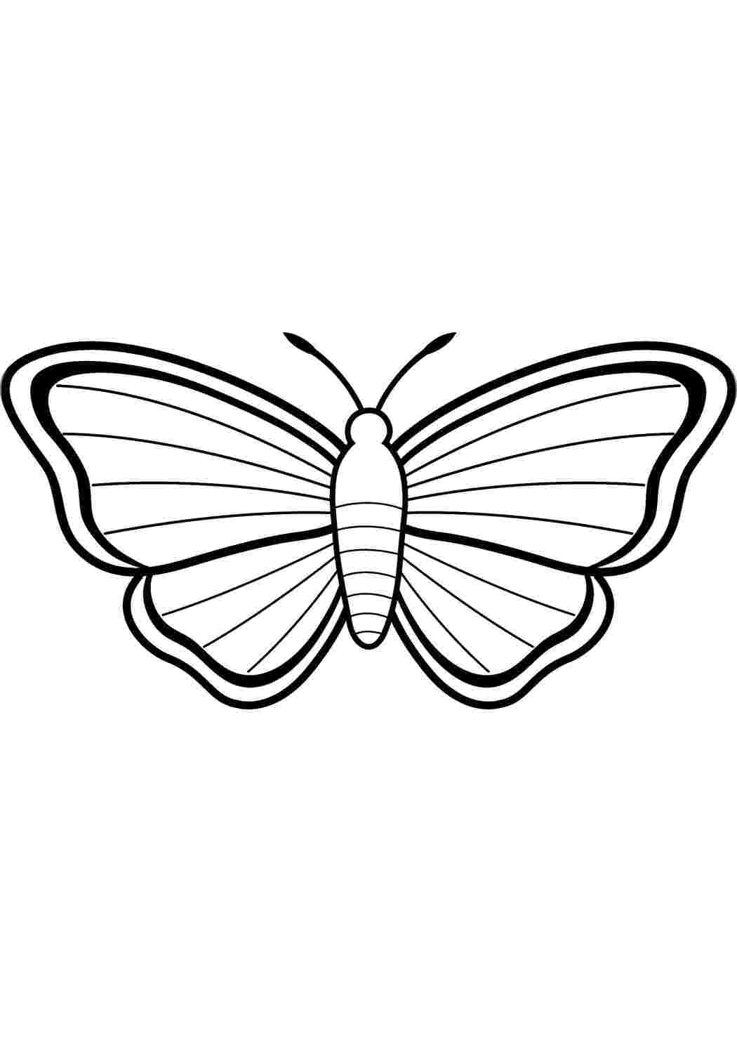 Раскраски Бабочка Бабочка бабочки, бабочка, линии