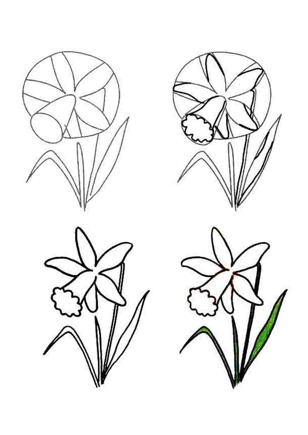 Раскраски, Поэтапно рисуем нарцисс, как нарисовать поэтапно цветы Цветы,  нарцисс, Фигуры по клеточкам. Рисуем по образцу, Рисуем аниме лицо,  развивающие, цветок ландыш, рисуем по линиям, обведи по точкам не отрывая  руки, Рисуем