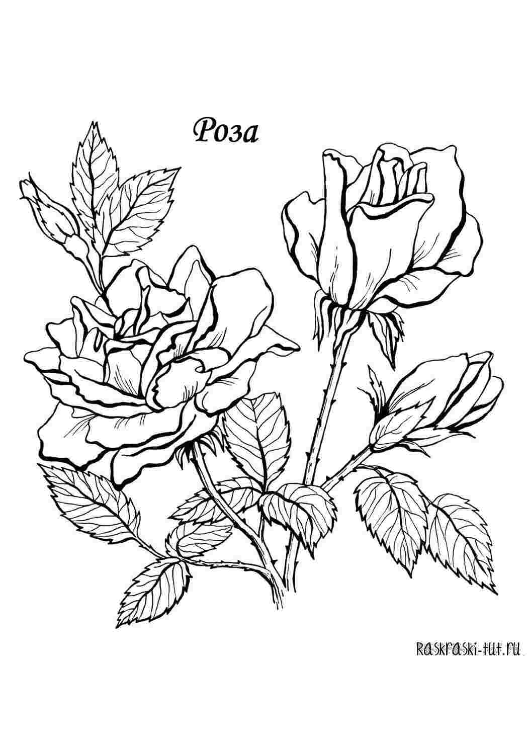 Раскраски Розы с шипами цветы роза, шипы, листья