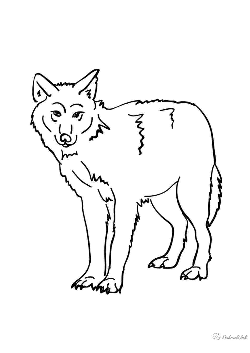 Раскраски раскраска для детей, звери, волки, бесплатно Раскраски Лесные животные 