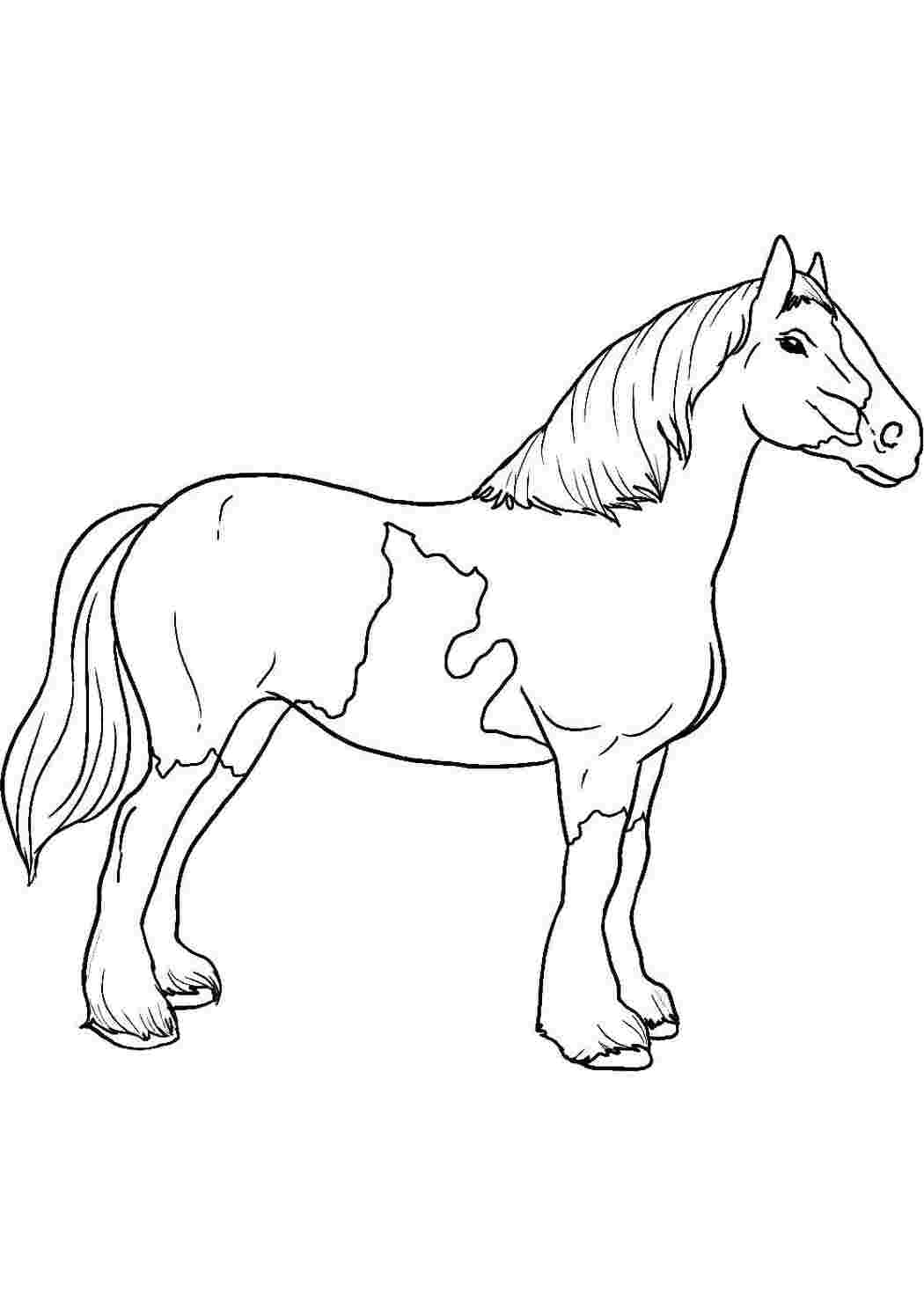 Раскраски Лошадь Животные Лошадь