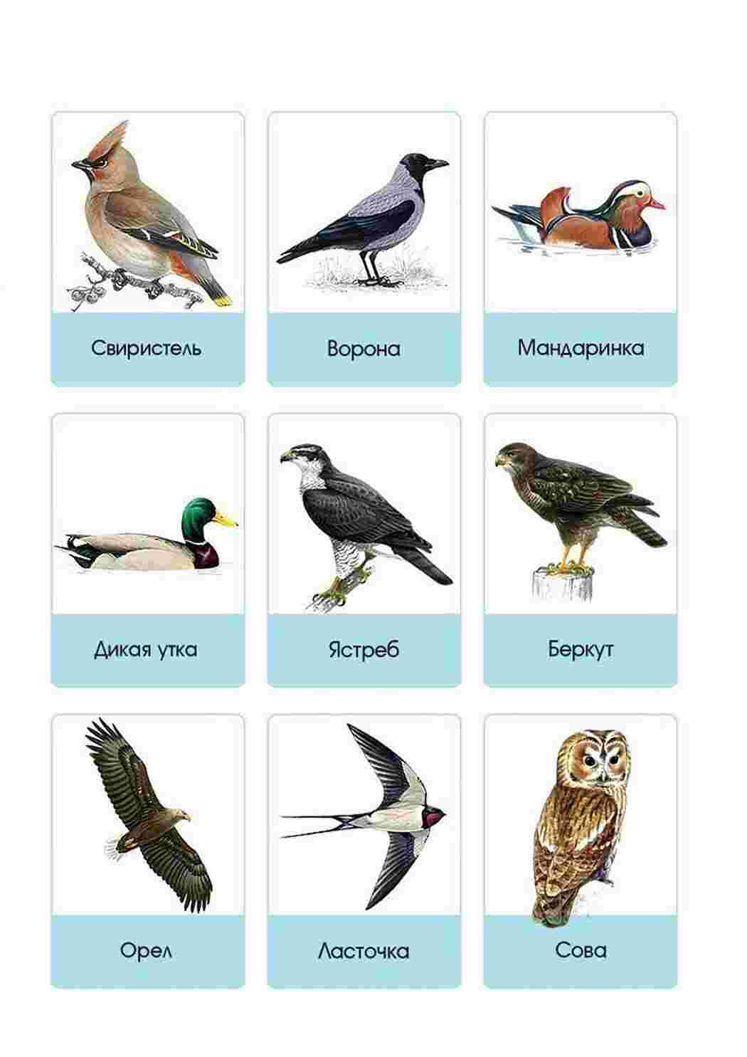 Раскраски Птицы и названия птиц. Карточки для раннего развития детей Подписанные картинки с птицами 