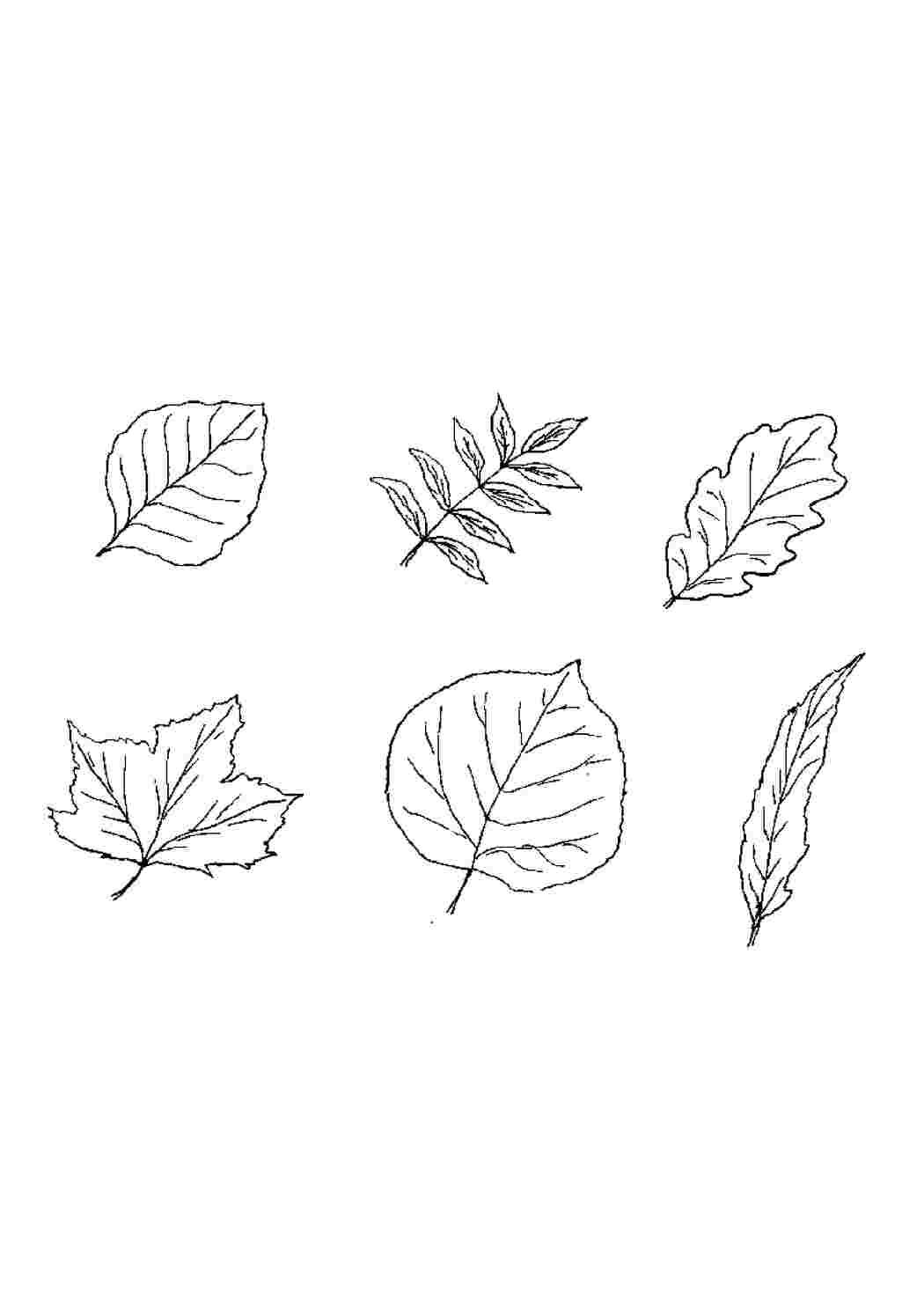 Как нарисовать листья деревьев карандашом поэтапно