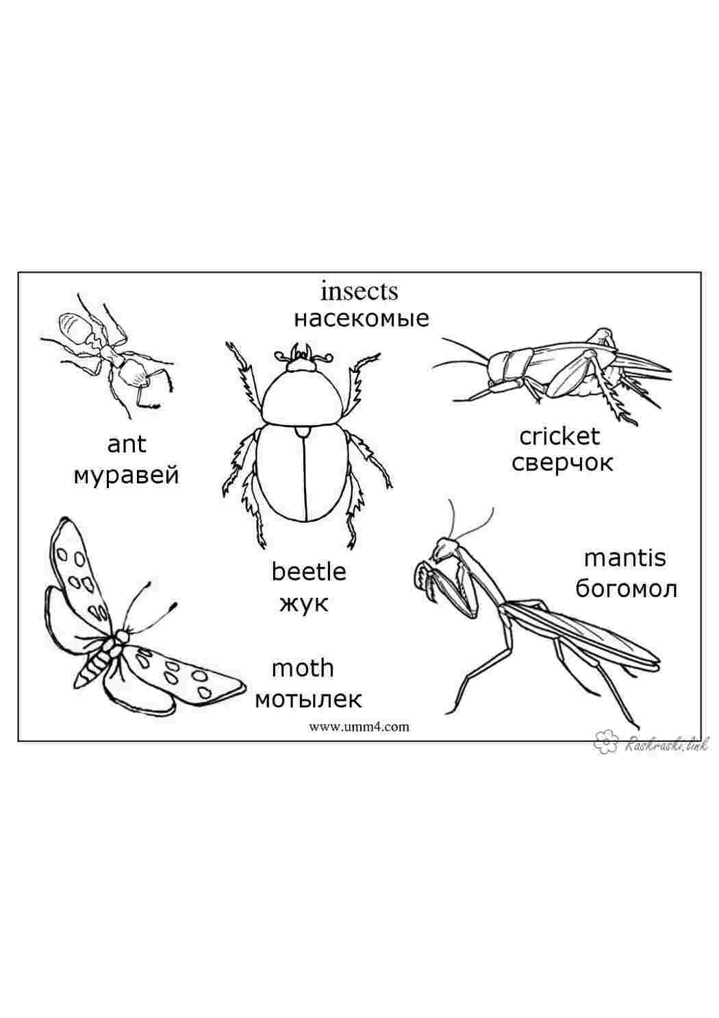 Раскраски Картинки-раскраски насекомых, насекомые богомол, сверчок, мотылек, муравей  Раскраски Насекомые 