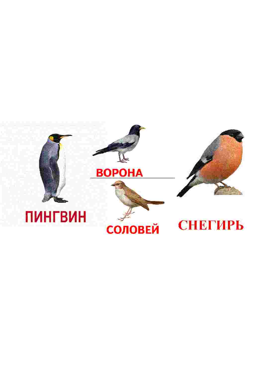  карточки домашние птицы курицы утки