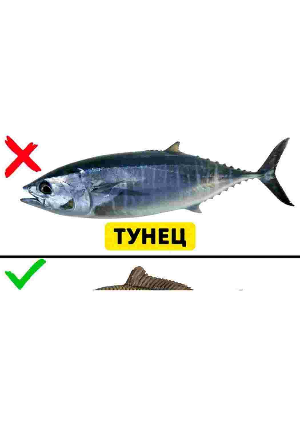 Раскраски картинки рыб  рыбы   картинки рыб  рыбы 