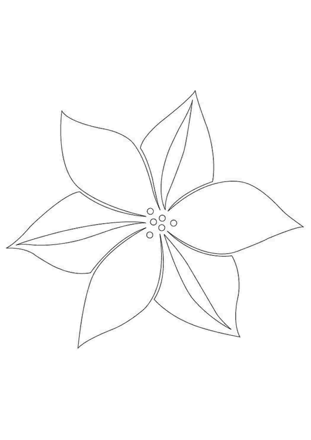 Бесшовные шаблон раскраски fuchsia цветок гибрид - векторный клипарт