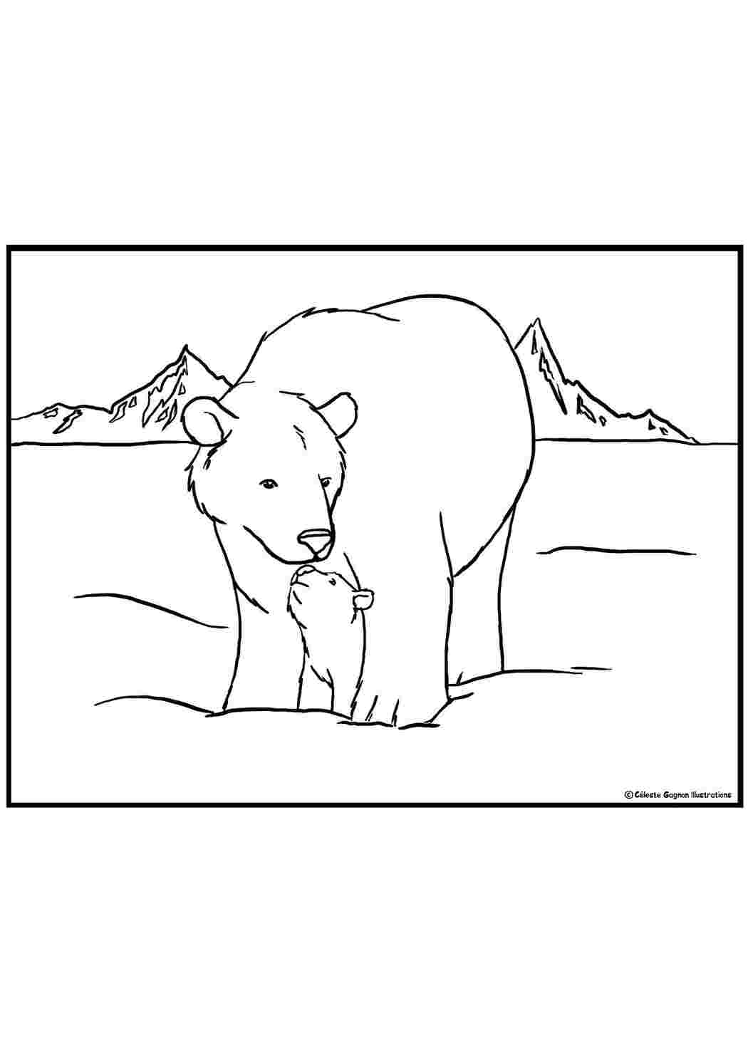 Раскраски Мама медведица с медвежонком Животные Животные, белый медведь