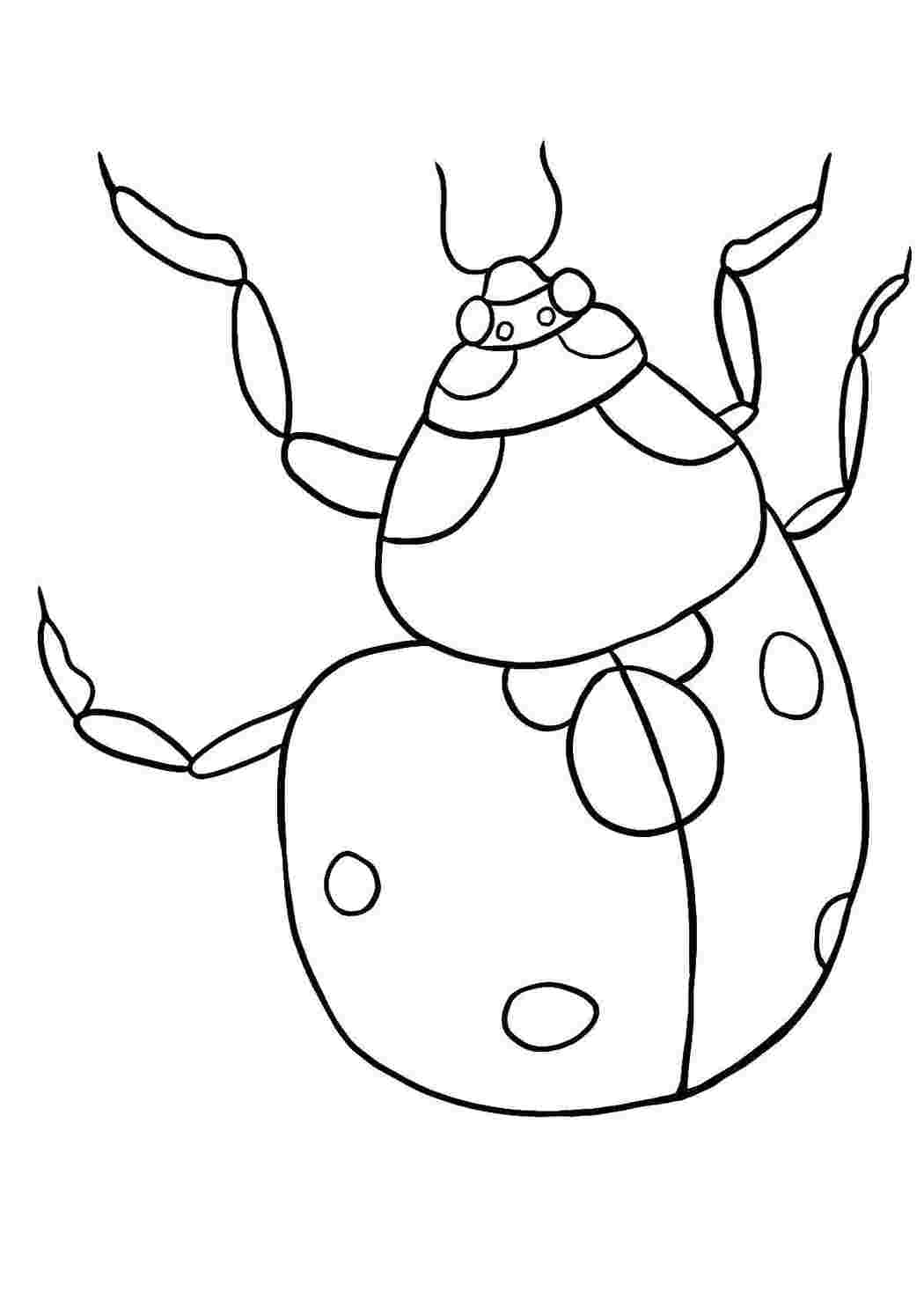 Насекомые Божья коровка, жук
