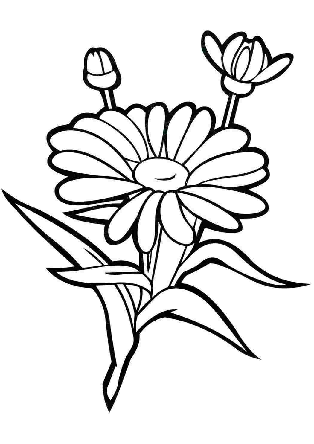 Раскраска Цветы для печати