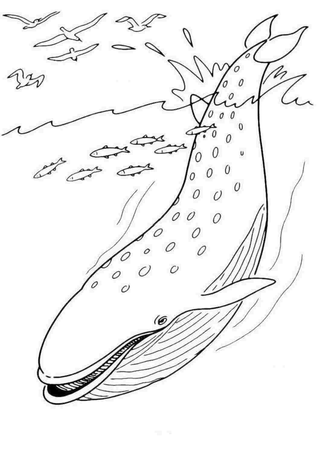 морское Подводный мир, рыба, кит