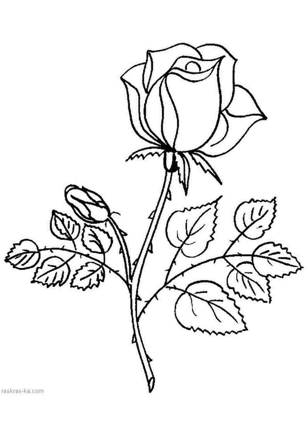 Раскраски раскраска роза,раскраска цветы,картинки розы Раскраски Девочкам 