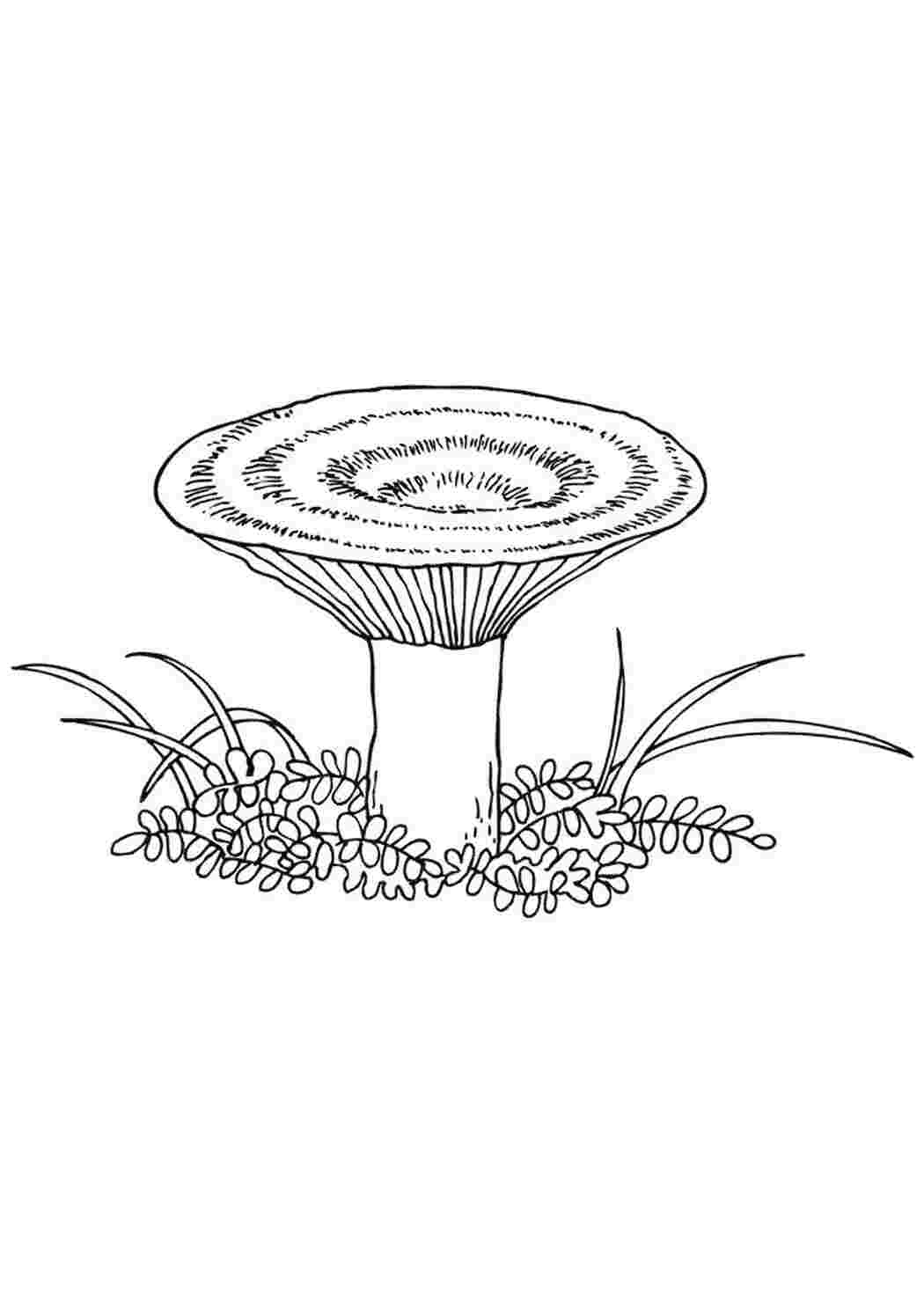 Раскраски Рыжик Раскраски Раскраски грибы растения гриб