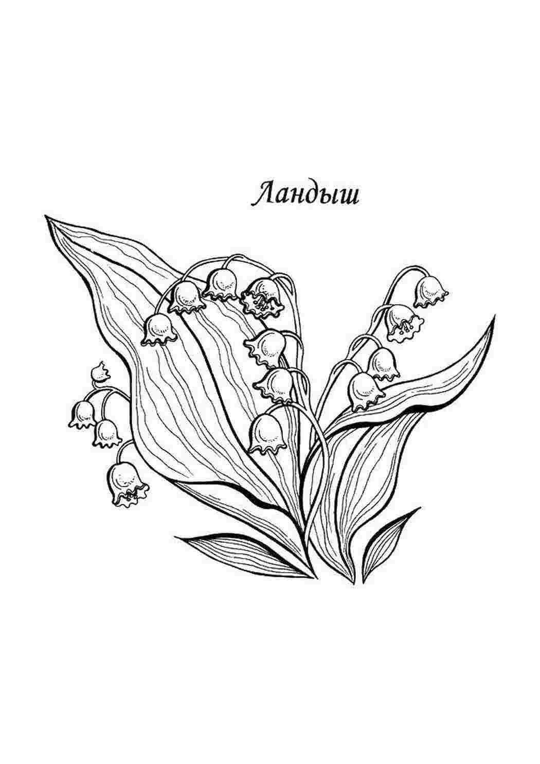 цветы Цветы, букет, ландыш