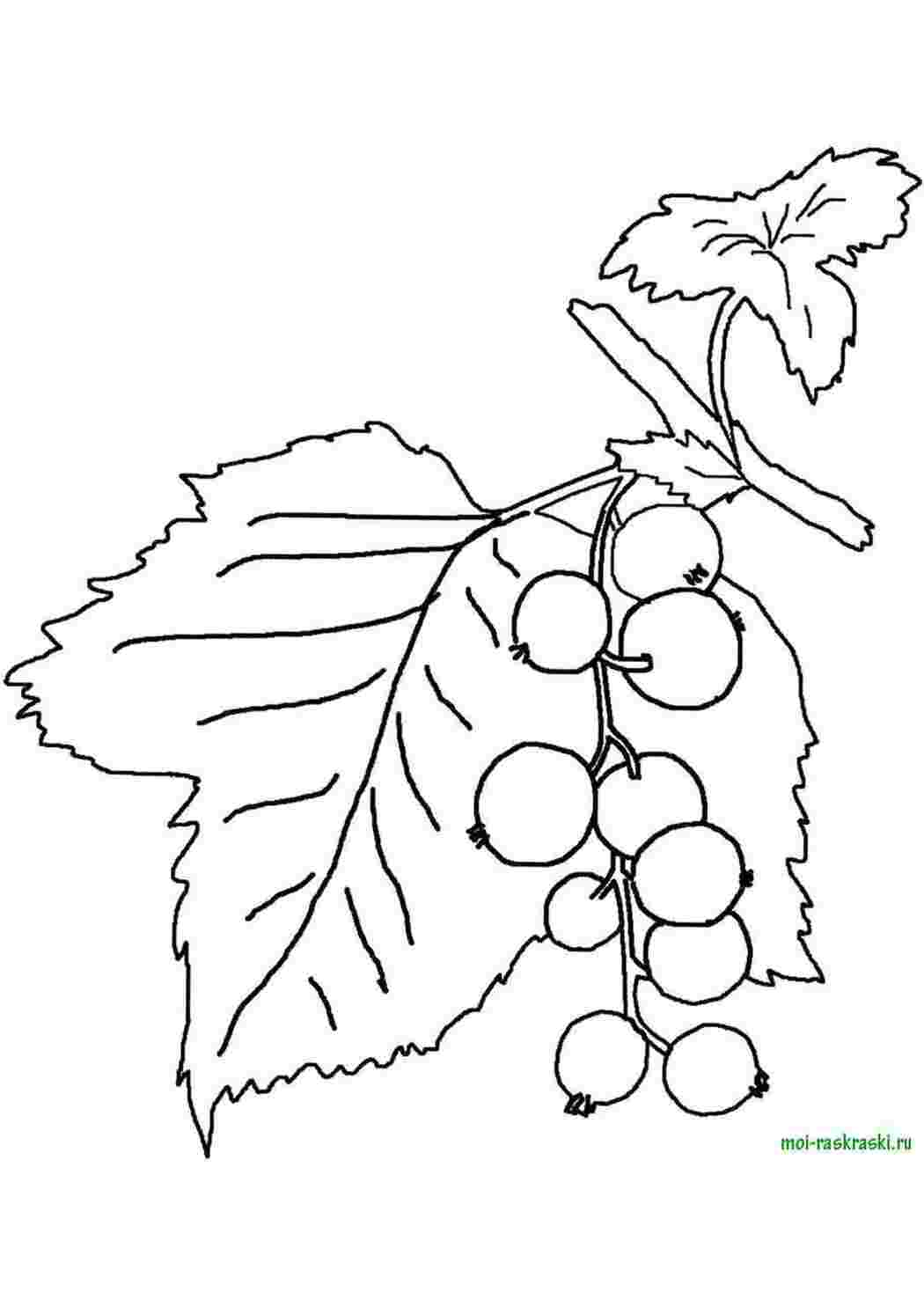 Раскраски Смородина ягоды смородина