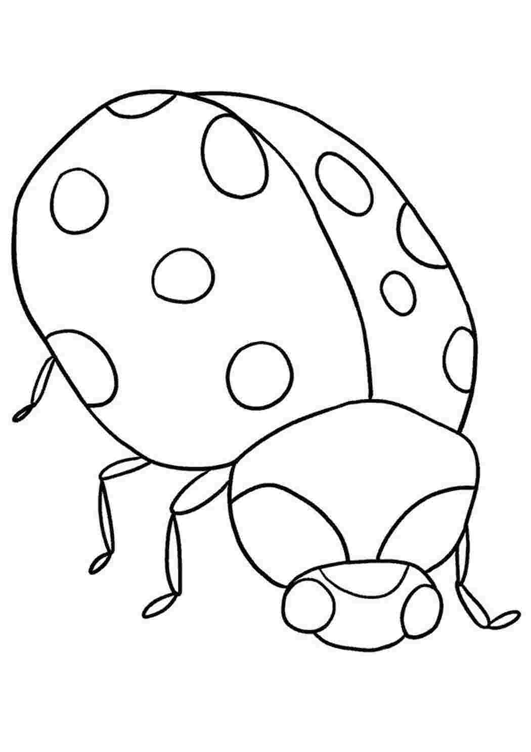  божья коровка