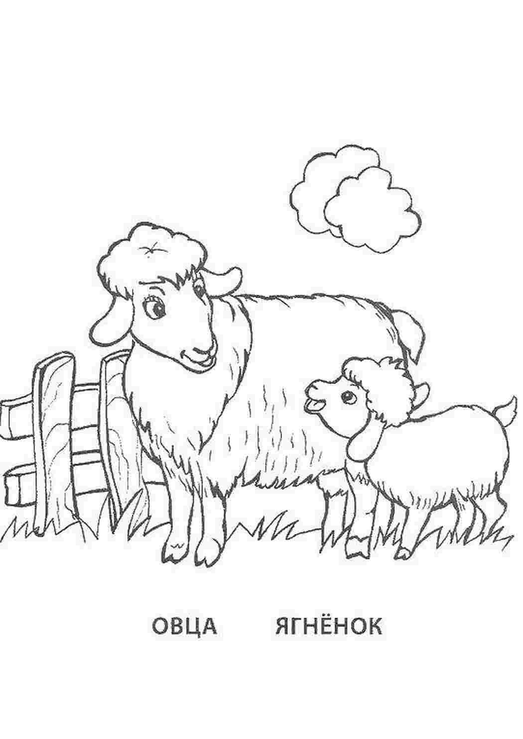 семья животных животные, овца, ягненок