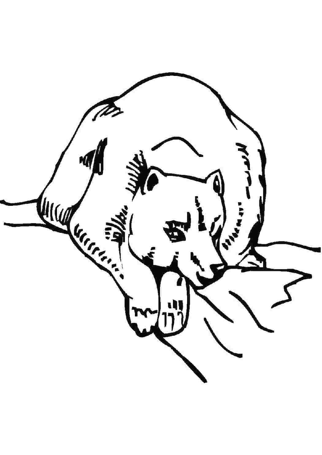 Раскраски Раскраски для детей медведь медвежонок медведица медведи  большая медведица