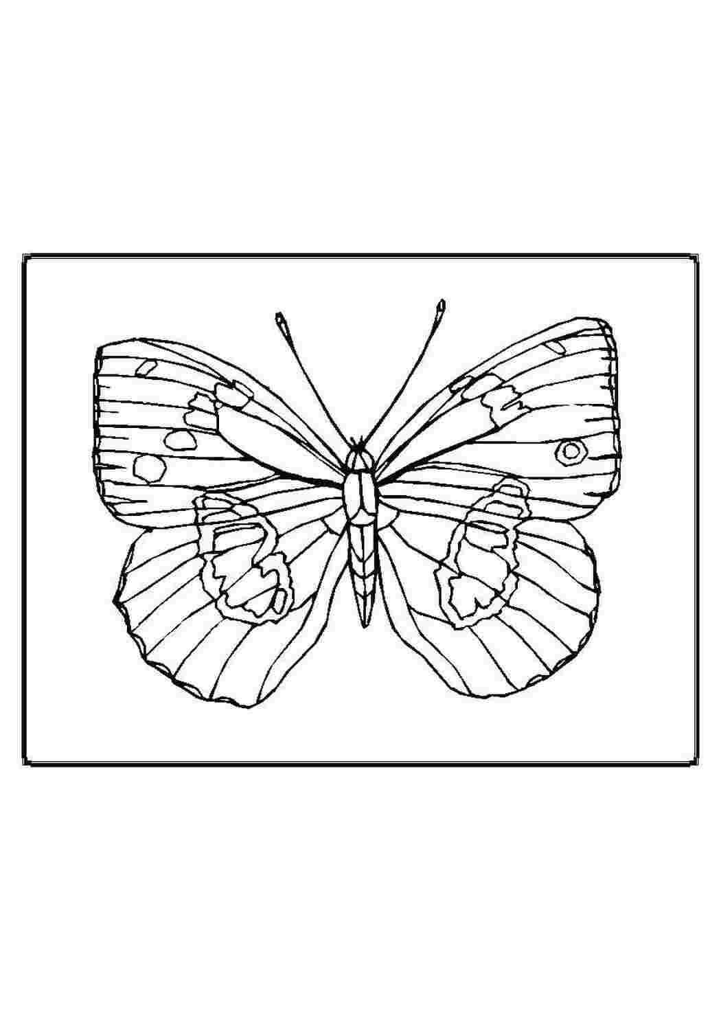Раскраски Бабочка бабочки бабочка