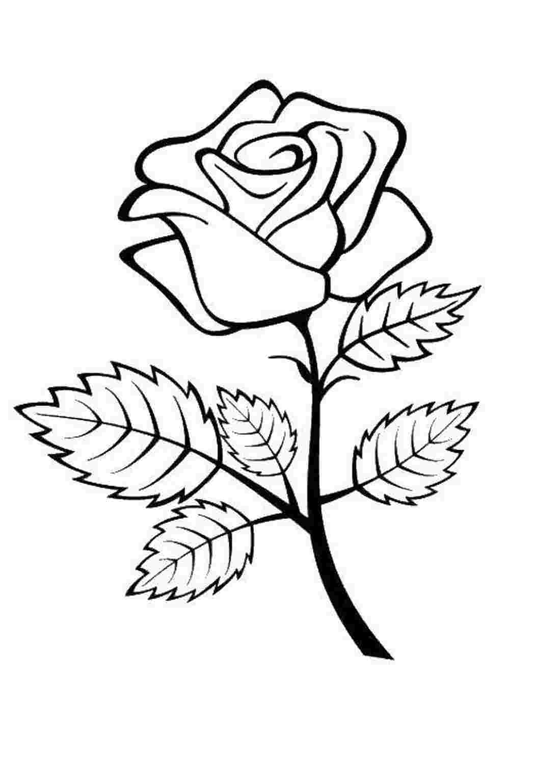 Раскраски Роза цветы розы
