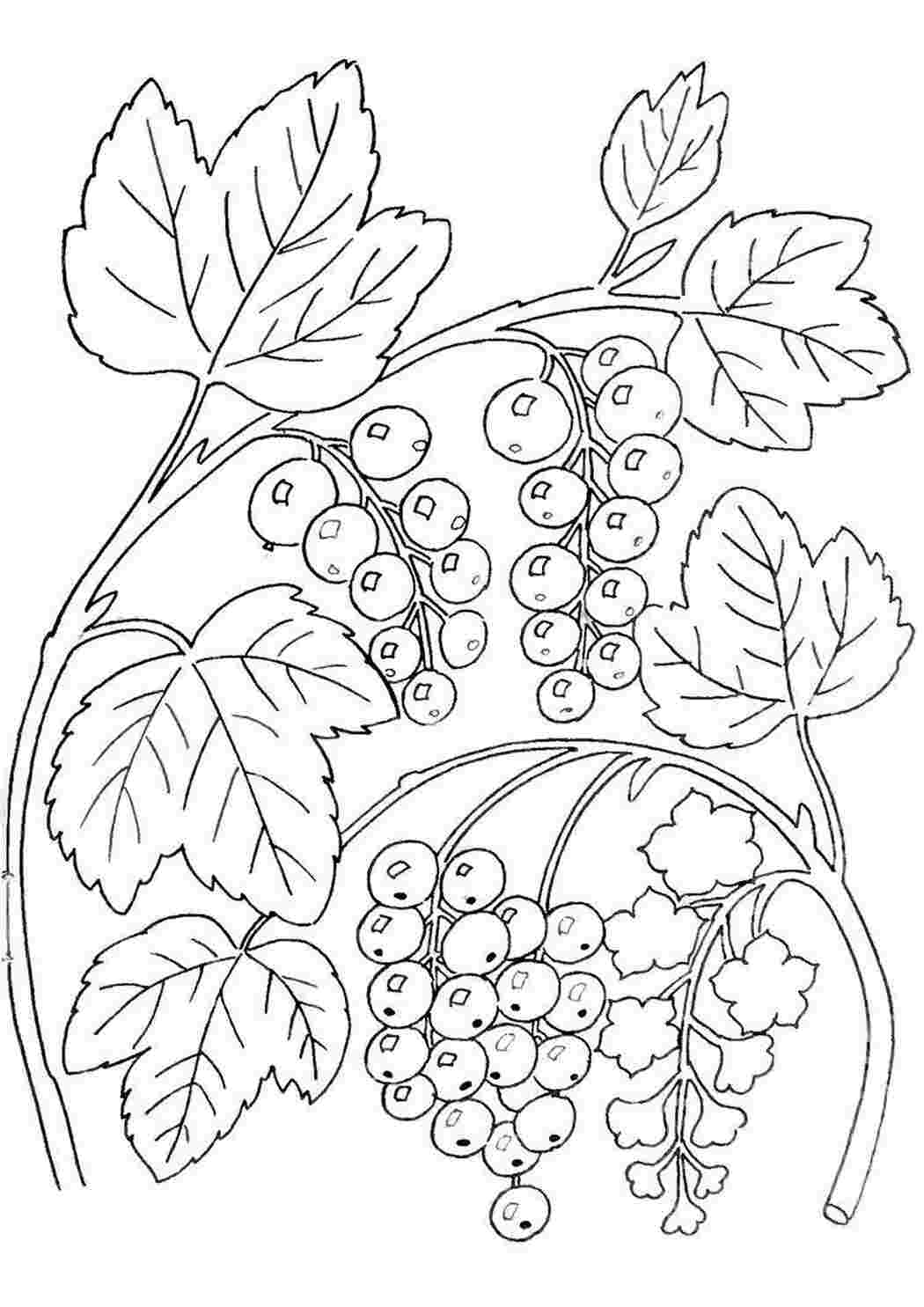 Раскраски Рисунок смородина ягоды смородина