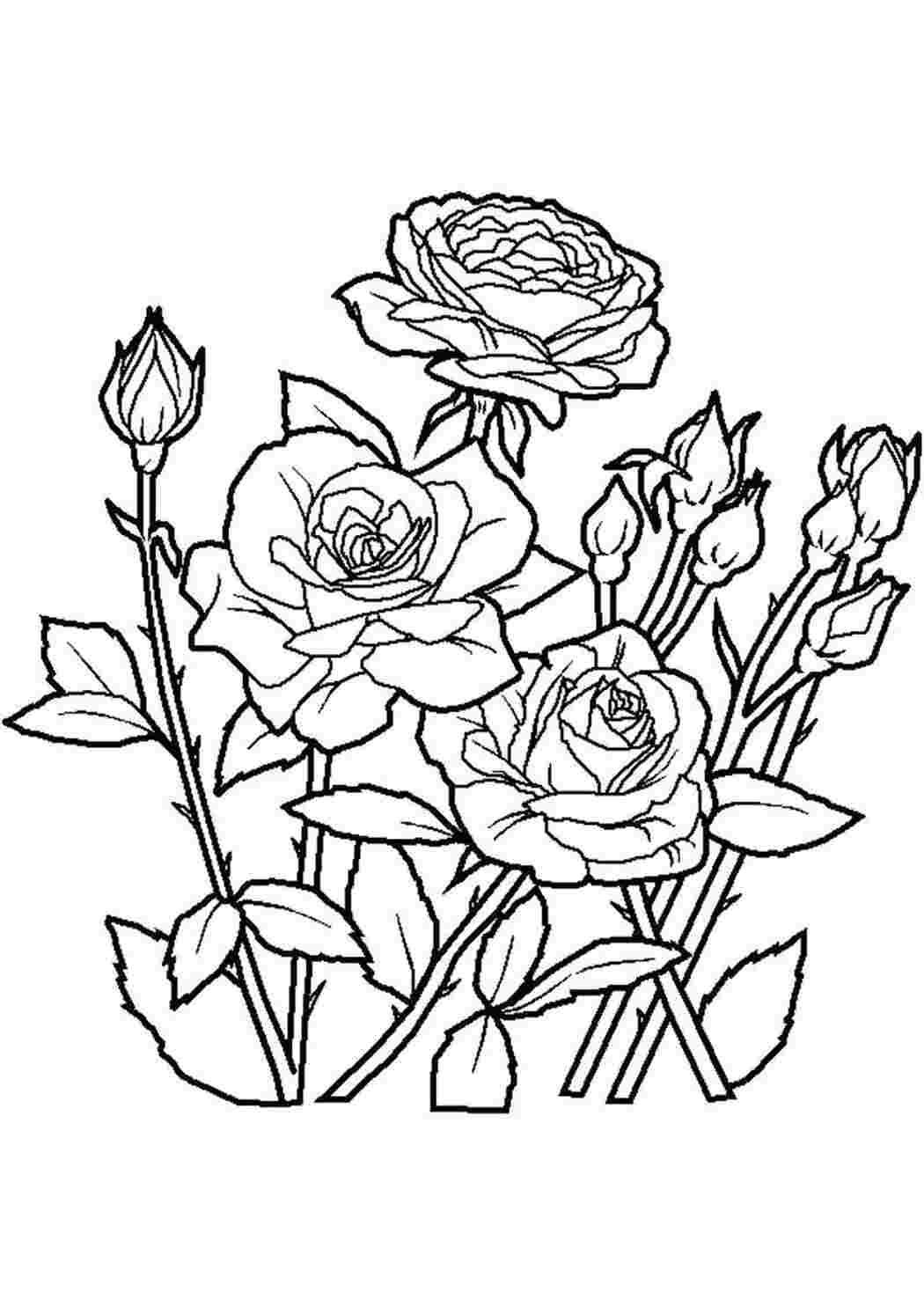 Раскраски Розы с шипами цветы Цветы, розы