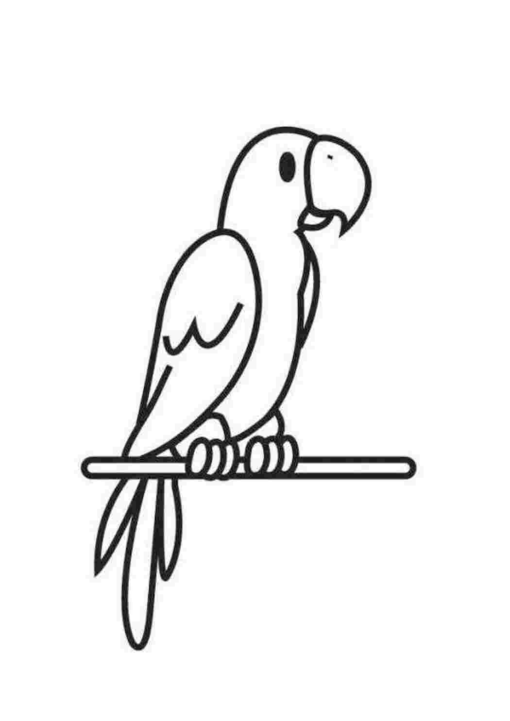 100 000 изображений по запросу Раскраска попугай доступны в рамках роялти-фри лицензии