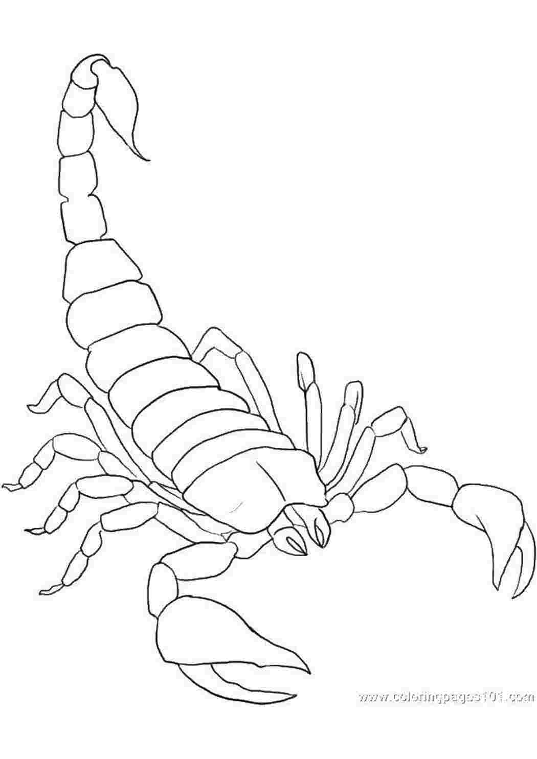 Раскраски Скорпион Ракообразные ракообразные, скорпионы, жало