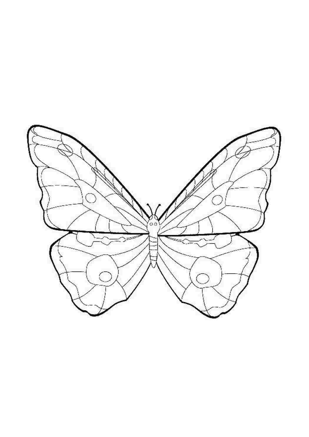 Раскраски Бабочка Контуры насекомые бабочка
