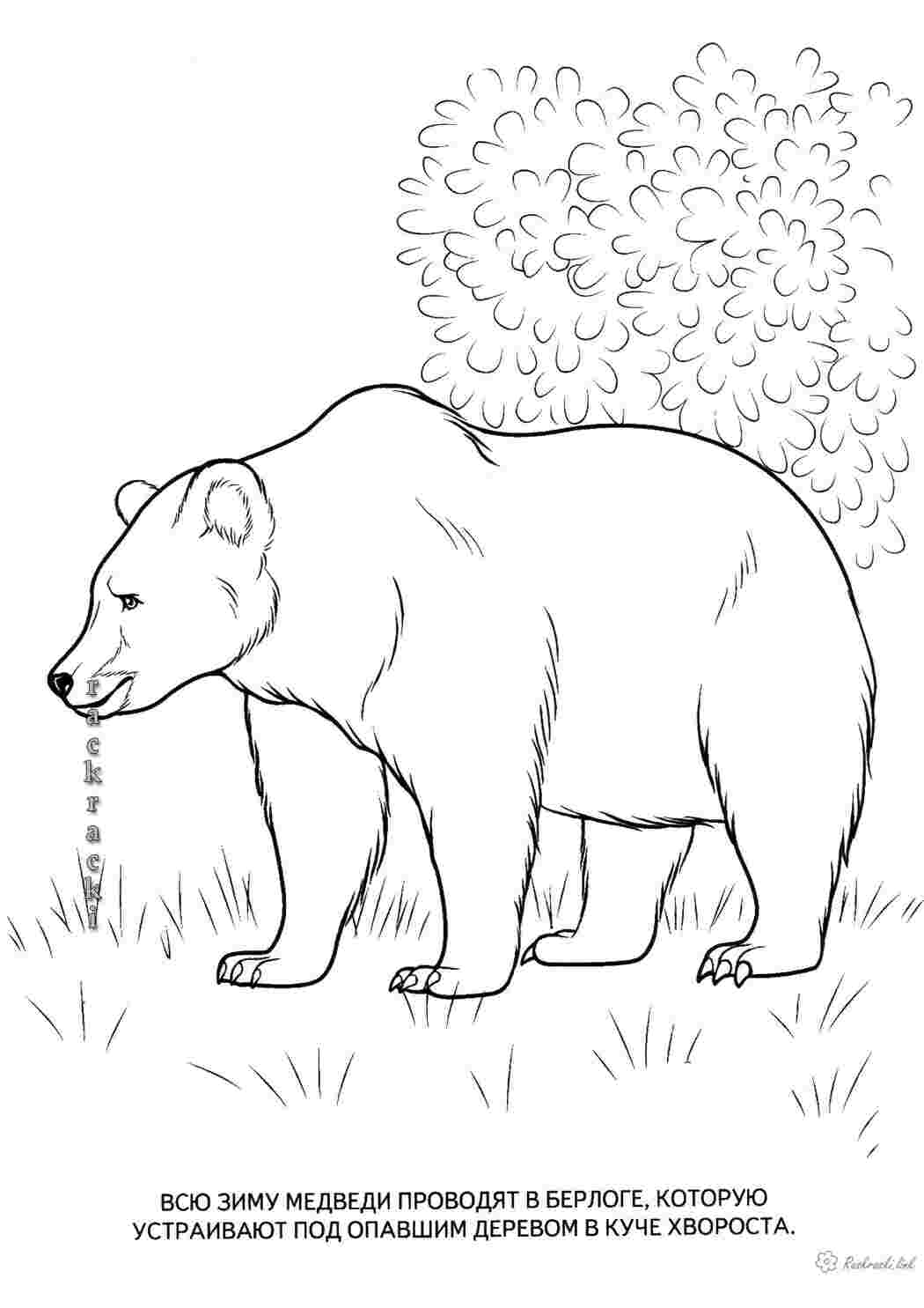 Раскраски Раскраска медведь, медведь в лесу, раскраска лесные животные Раскраски Лесные животные 
