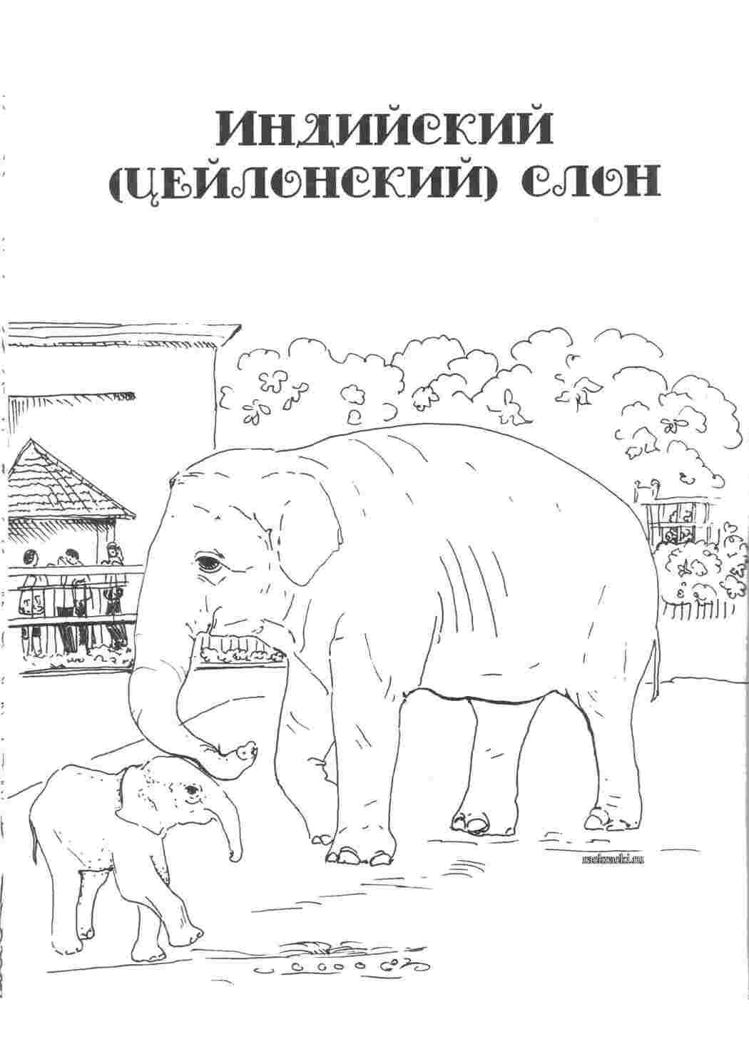 Раскраска индийский слон в jpg  Раскраски скачать онлайн
