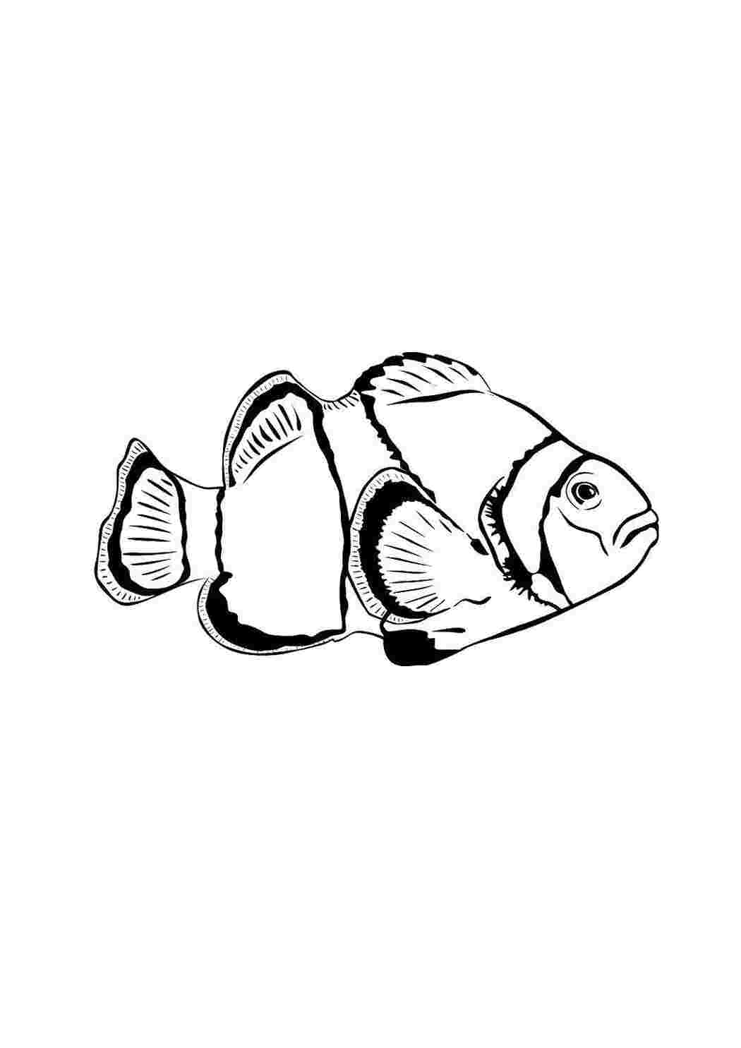 морское Подводный мир, рыба