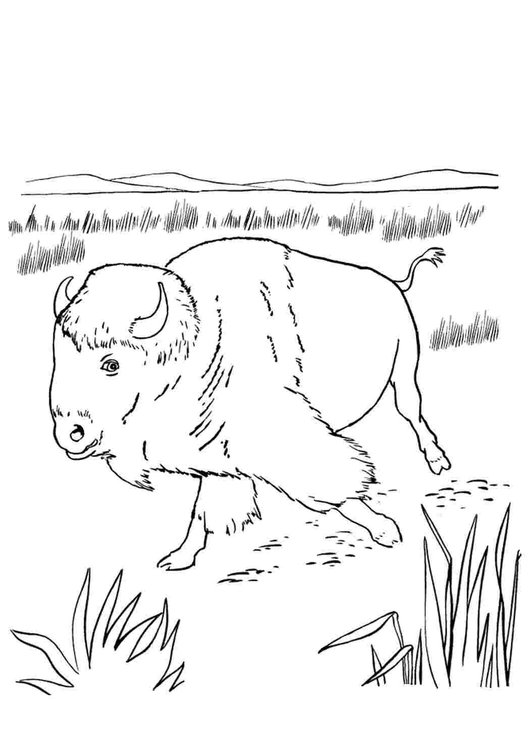 Страница раскраски американского бизона для взрослых векторная иллюстрация