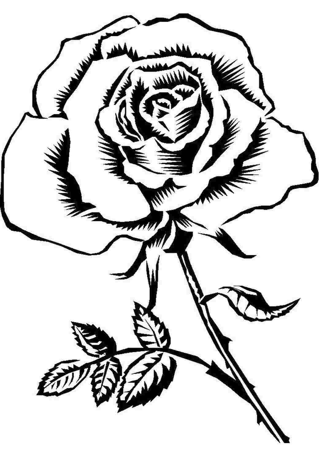Раскраски Роза с шипами Контуры розы роза, цветы