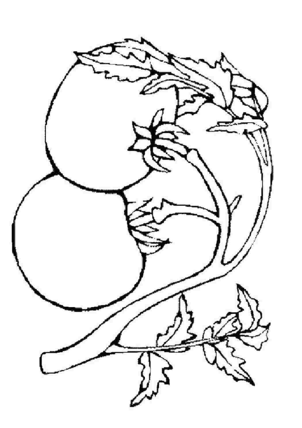 Раскраски Помидоры помидор овощи, помидоры