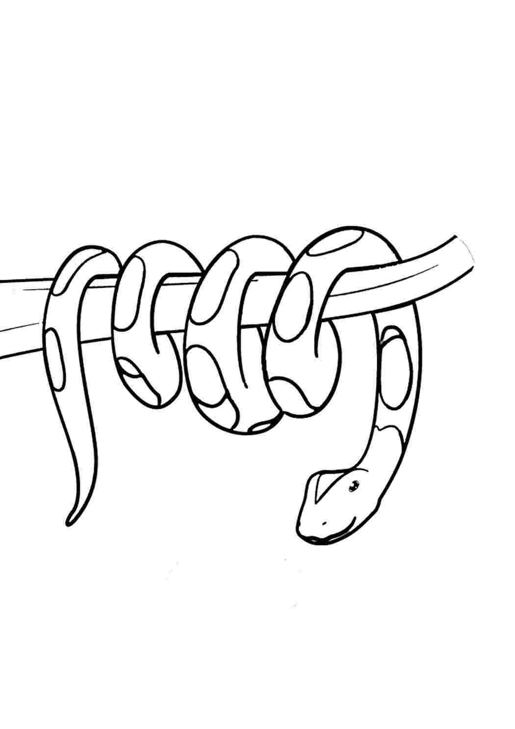 Змея обвивает ветку Раскраски скачать и распечатать бесплатно.