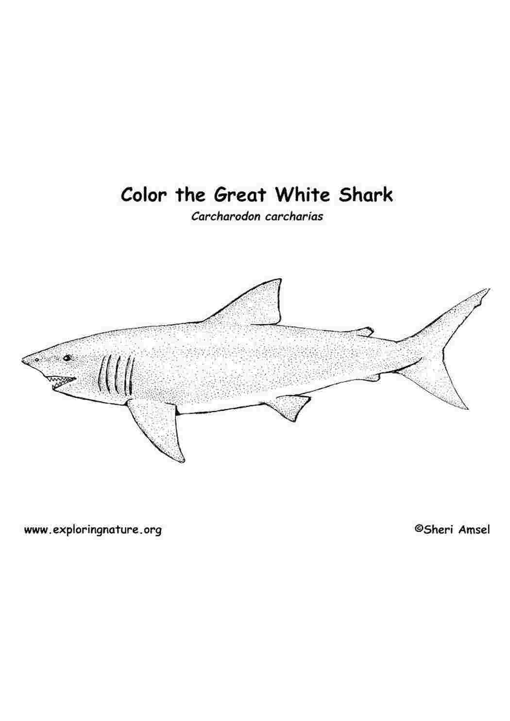 Раскраски Белая акула Акулы акулы, рыбы
