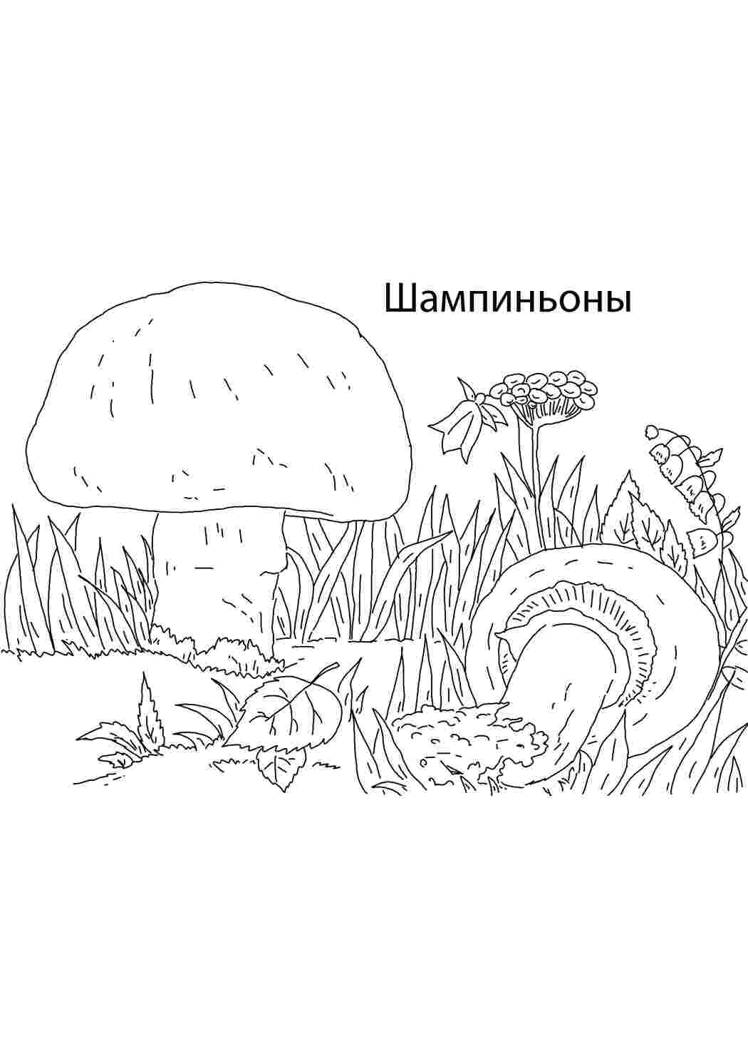грибы шампиньоны, грибы