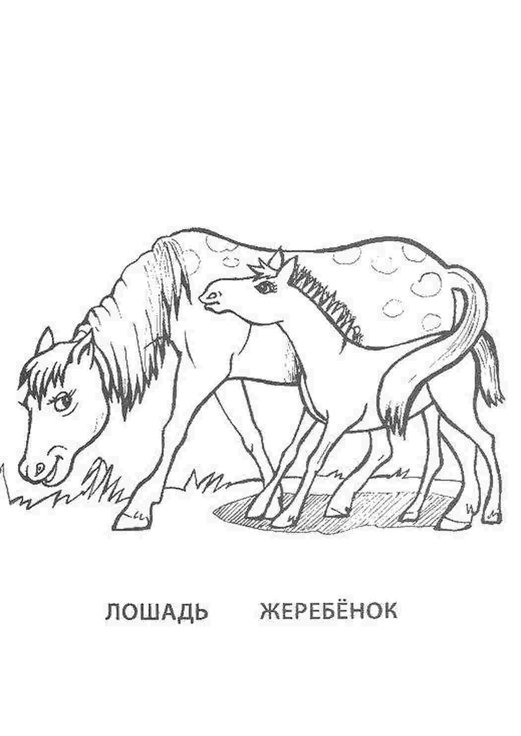 Раскраски Лошадь и жеребенок семья животных животные, лошадь, жеребенок
