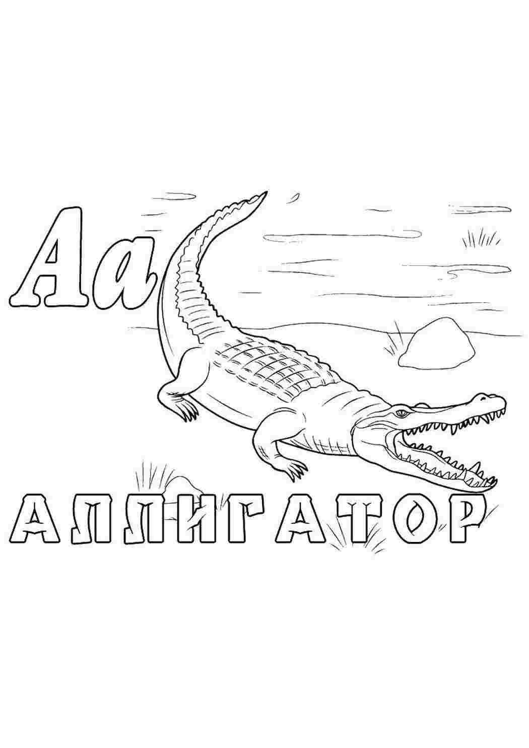 зоопарк аллигатор