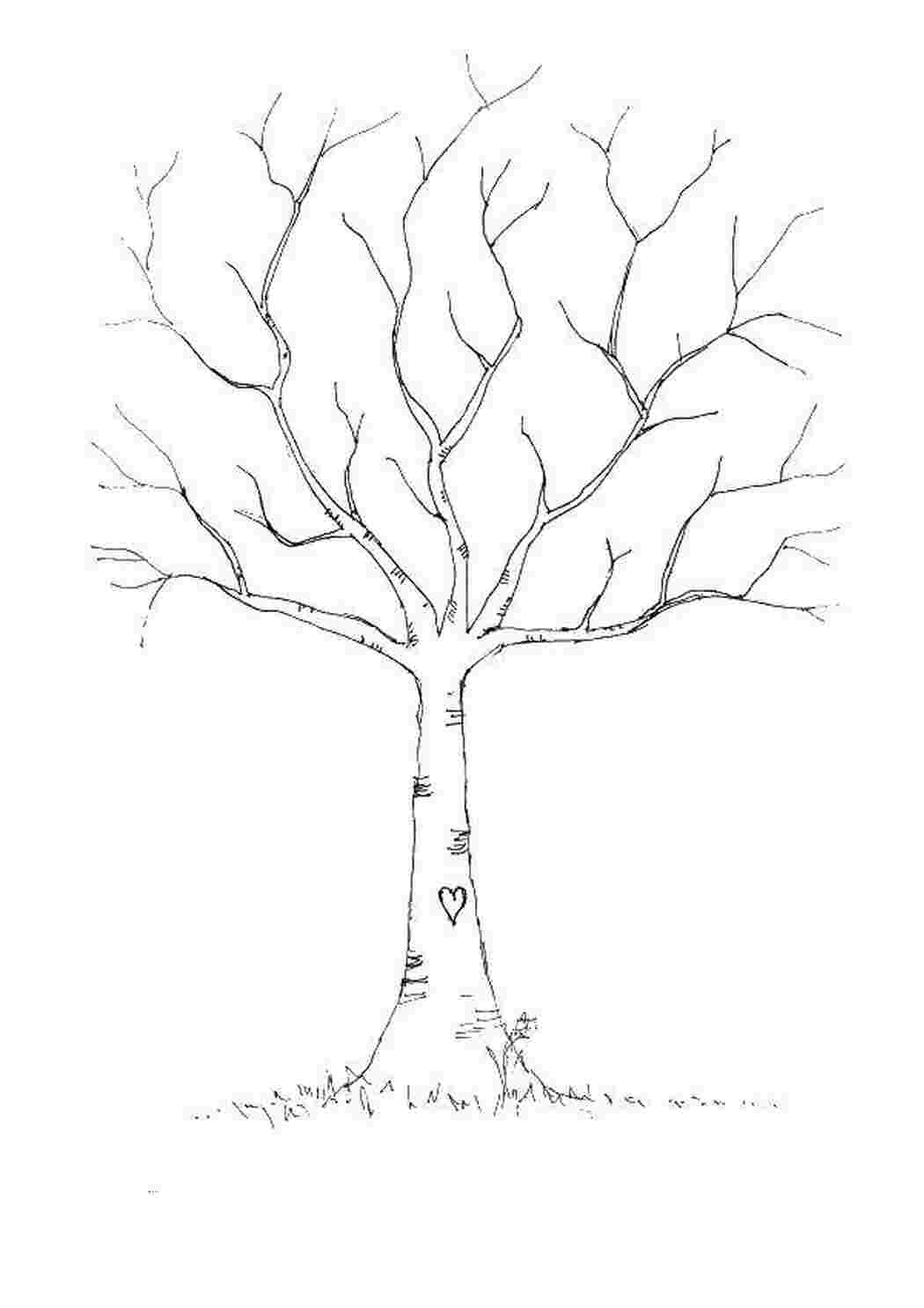 «Дерево береза» бесплатная раскраска для детей - мальчиков и девочек