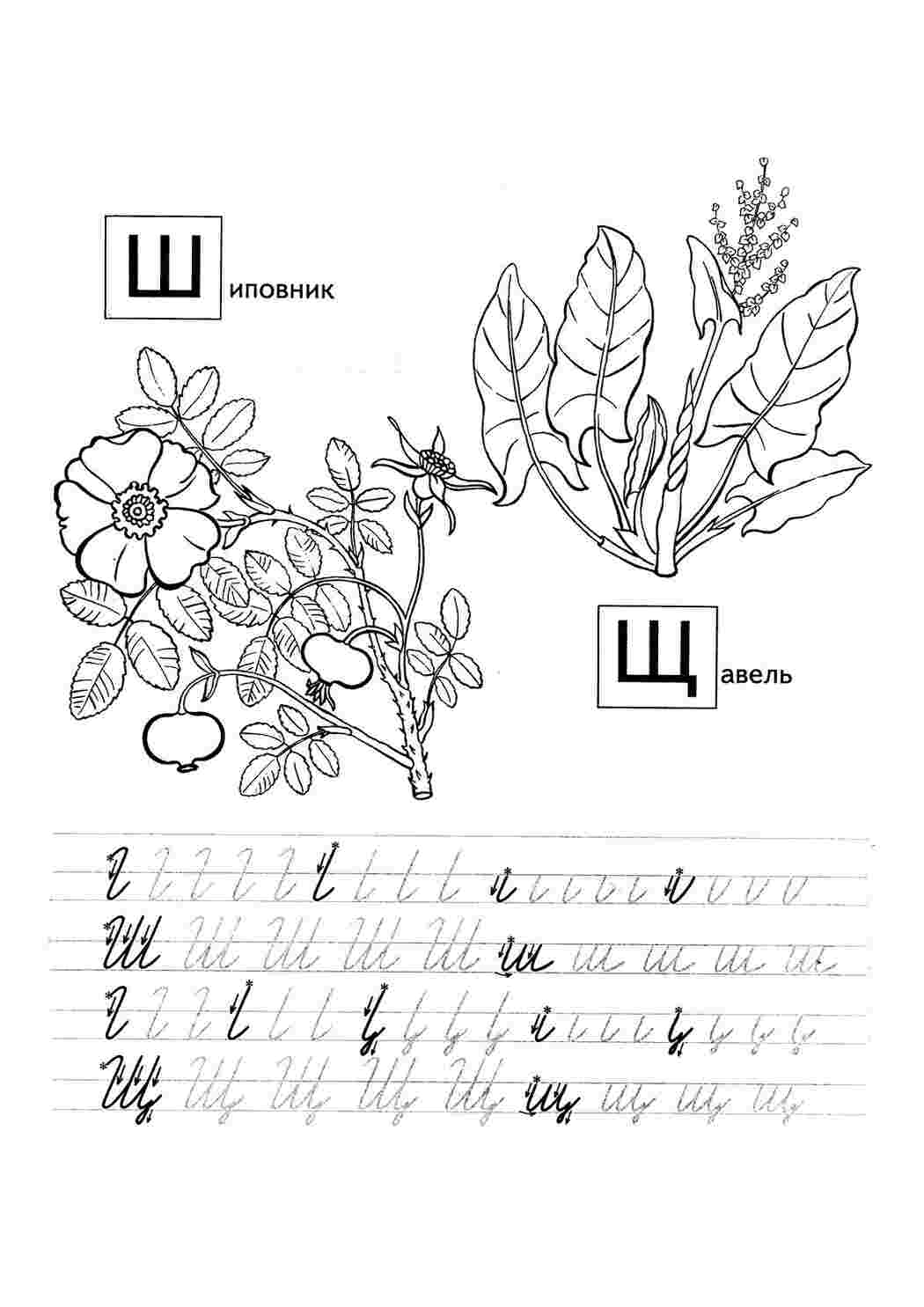 Раскраска шиповник и щавель. раскраска раскраска шиповник, щавель, прописи для детей, школьные прописи скачать, прописи раскраски, прописи для 1 класса  Раскраски скачать онлайн