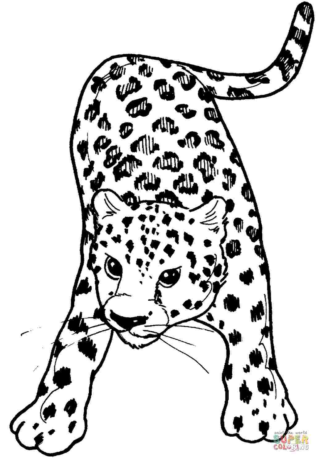 Раскраски Леопард | Распечатать бесплатно