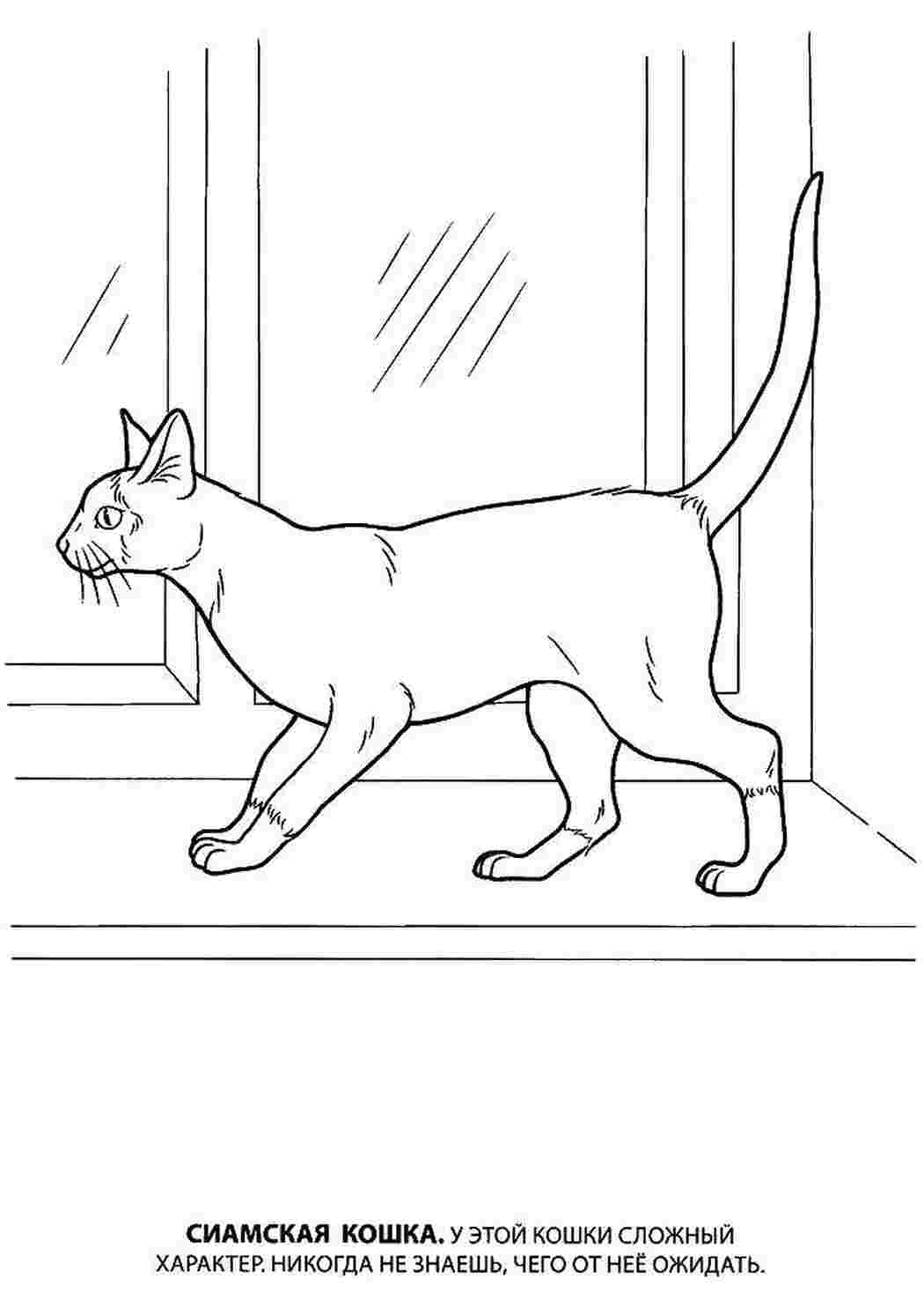 котята и щенки кот, подоконник