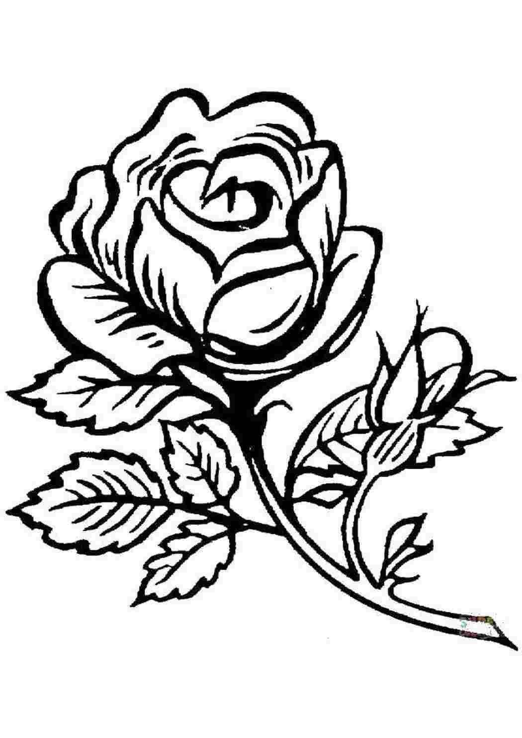 Раскраски Роза Цветы Цветы, розы