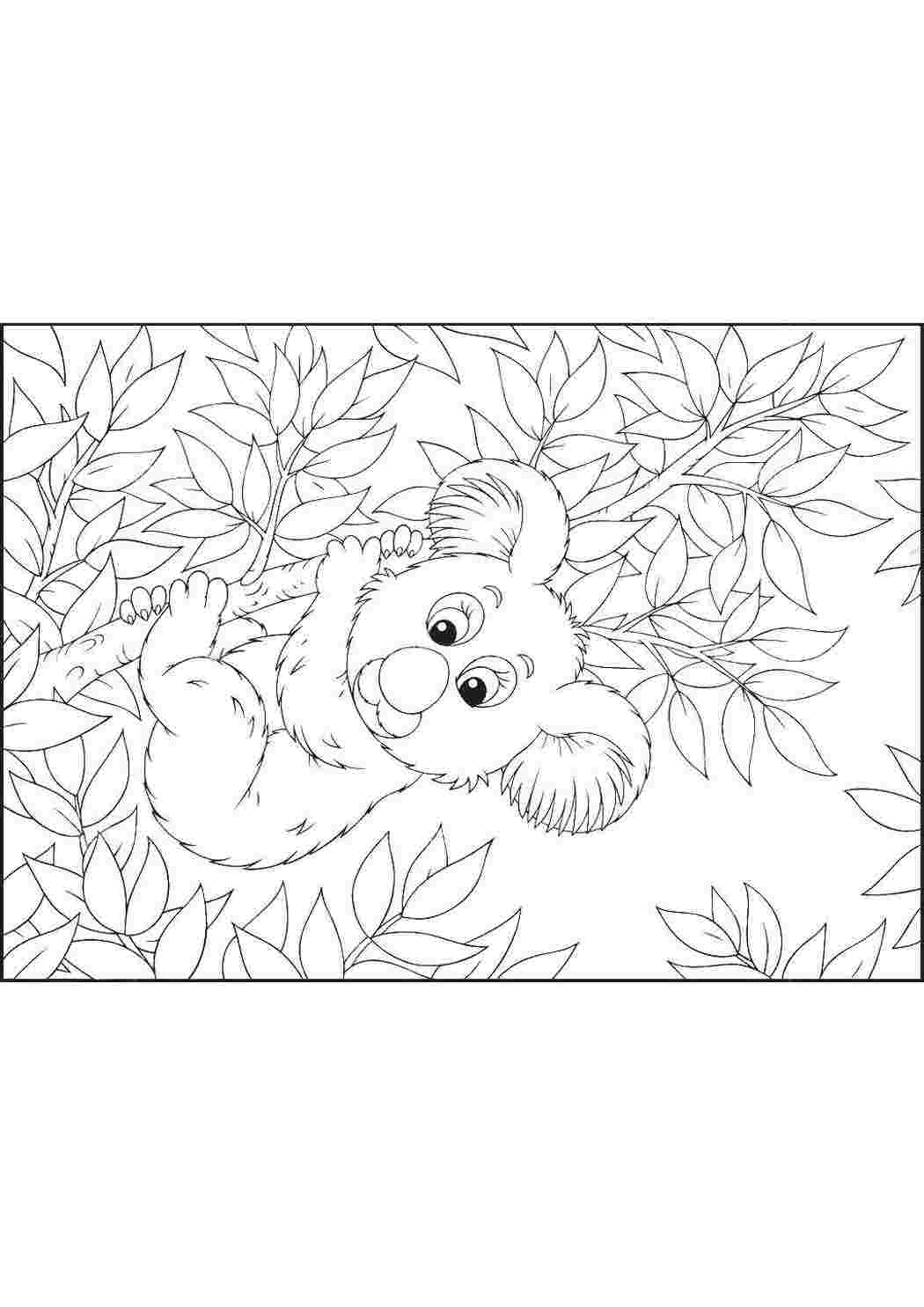 коала Коала, дерево