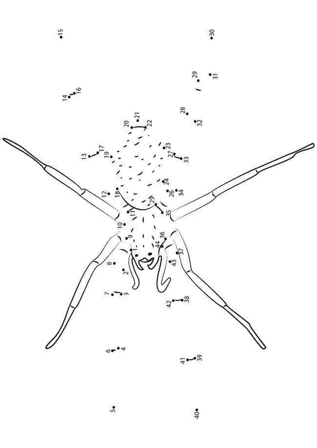 Раскраски Нарисуй паука по цифрам пауки насекомые, пауки