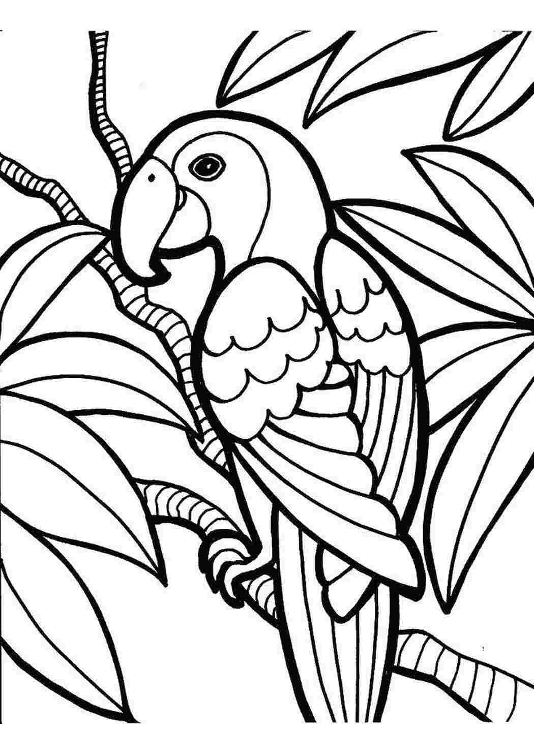 Скачать и распечатать раскраски попугай