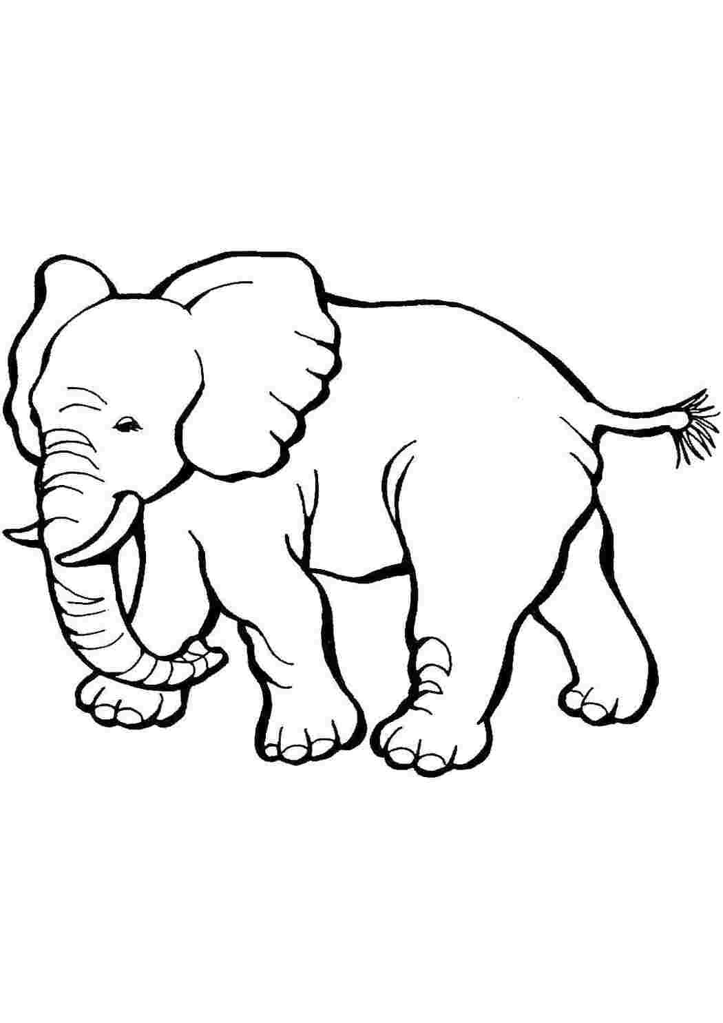 Раскраски Слон с бивнями Животные слон, хобот, бивни, уши